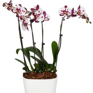 Amethyst Crystal Orchid - Regular