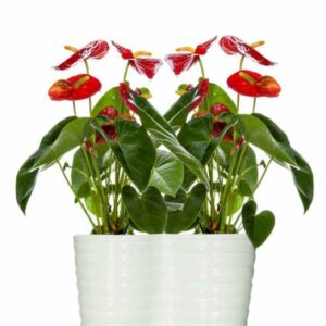 Elegant Anthurium - Regular