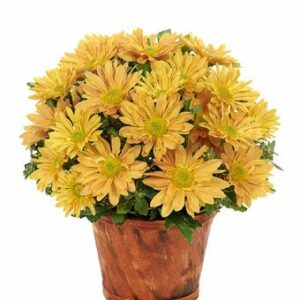 Flowers - Fresh Harvest Mum Plant - Regular