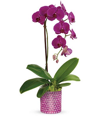 Flowers - Purple Orchid Plant - Regular