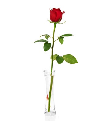 Flowers - Single Red Rose - Regular