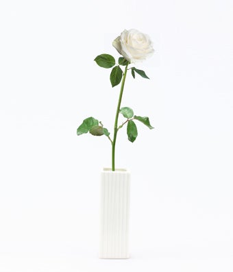 Flowers - Single White Rose - Regular