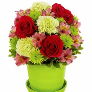 Flowers - Sorbet Blooms - Regular