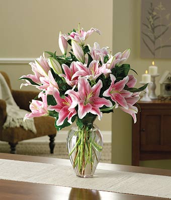 Flowers - Striking Stargazers - Regular