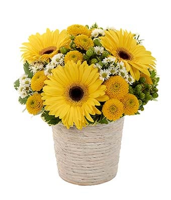 Flowers - Sunny Day Daisy Bouquet - Regular