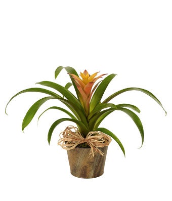 Flowers - Woodland Bromeliad Plant - Regular