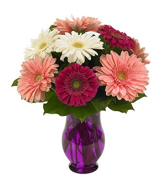 Gerbera Wishes - Regular