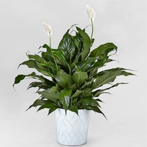 Lush Tropical Peace Lily in Tin