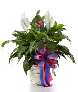 Plants - Classic Peace Lily - Regular