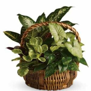 Plants - Emerald Garden Basket - Regular