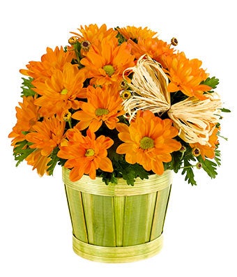 Plants - Orange Mum Plant - Regular