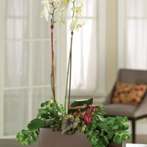 Plants - Orchid Garden Bouquet - Regular
