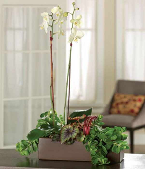 Plants - Orchid Garden Bouquet - Regular