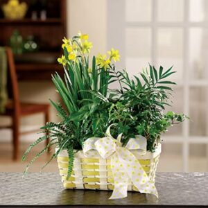 Plants - Spring Flower and Plant Basket - Regular