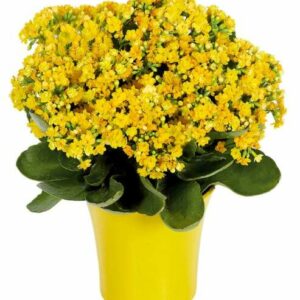 Plants - Yellow Kalanchoe Plant - Regular