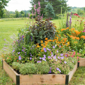 Pollinator Garden Bed