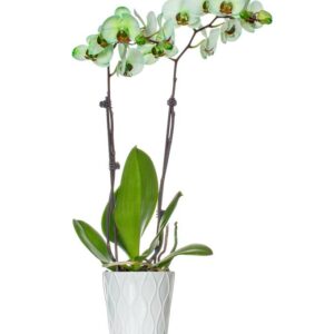 Sweet Pea Green Orchid - Regular