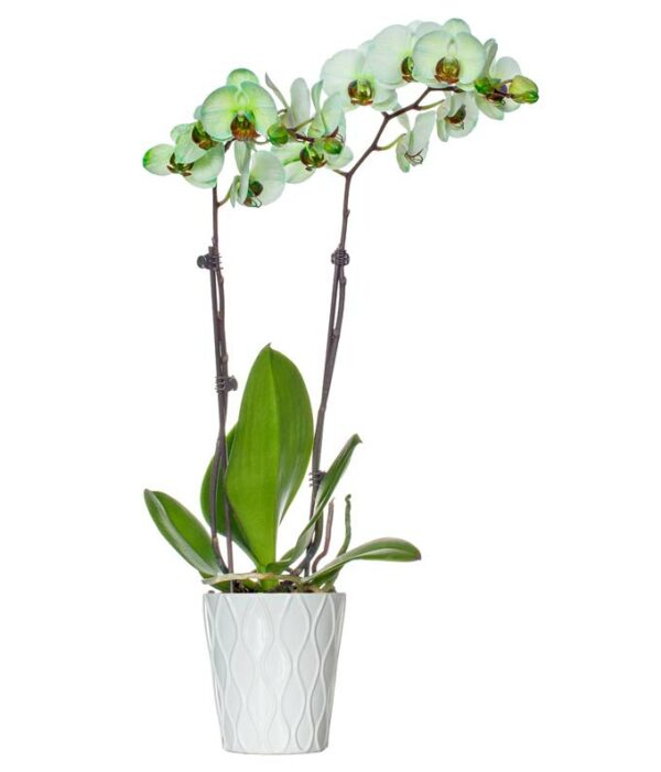 Sweet Pea Green Orchid - Regular