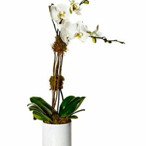 The Ultimate Orchid Plant - Regular