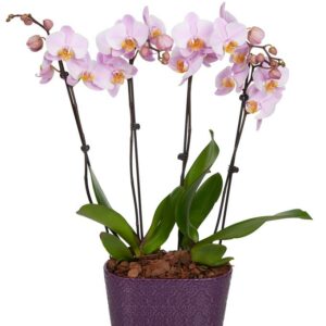 Twilight Orchids - Regular