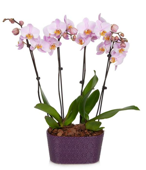 Twilight Orchids - Regular