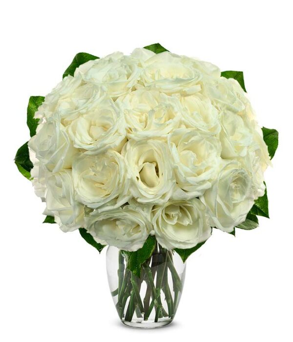 Two Dozen White Roses - Regular