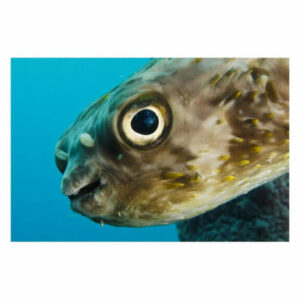 Long-Spine Porcupinefish In Stove Pipe Sponge, Bonaire, Netherlands An