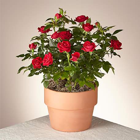 Blooming Red Rose Plant