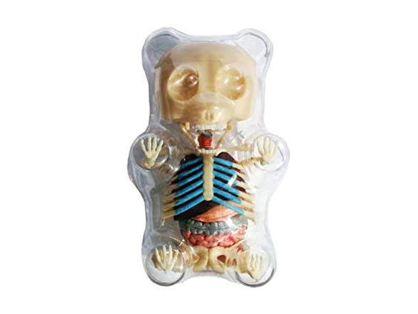 Gummi Bear Skeleton Anatomy Model Kit