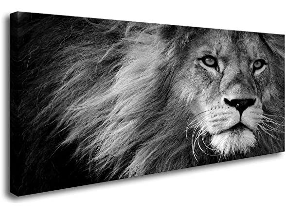 Black and White Lion Pictures