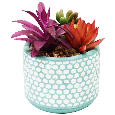 Festive Voice Blue Terra Cotta Succulent - 1.0 EA