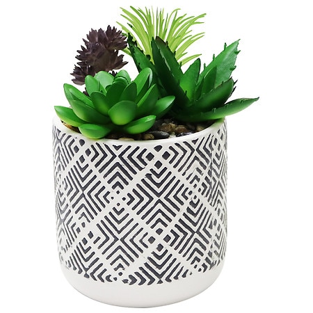 Festive Voice Diamond Patterned Succulent - 1.0 EA