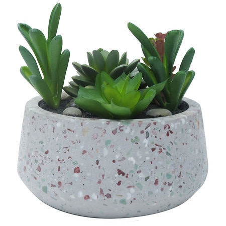 Festive Voice Low Bowl Terrazzo Succulent - 1.0 ea