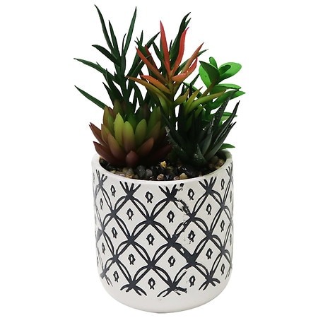 Festive Voice Net Patterned Succulent - 1.0 EA