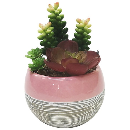 Festive Voice Pink Ceramic Pot Succulent - 1.0 EA