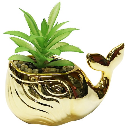 Festive Voice Whale Pot Succulent - 1.0 EA