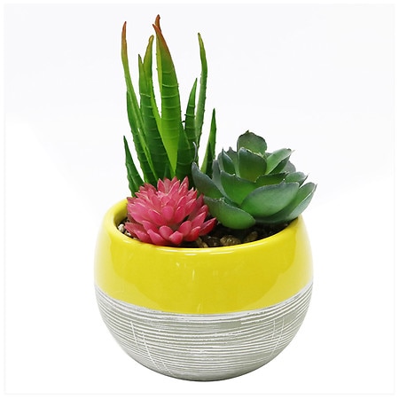 Festive Voice Yellow Ceramic Pot Succulent - 1.0 EA